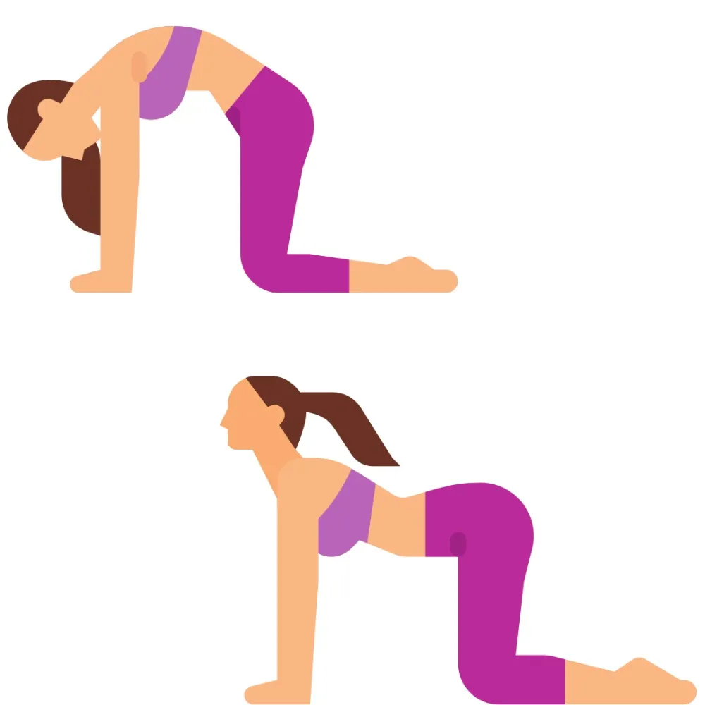 Illustration of two cat cow poses on hands and knees
